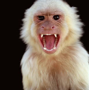 monkey face9 Funny Monkey Face Pics