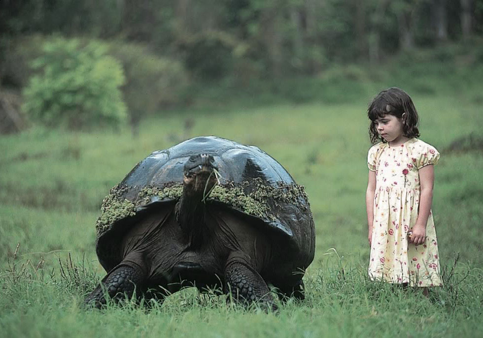 galapagos gaint tortoise Galapagos Gaint Tortoise