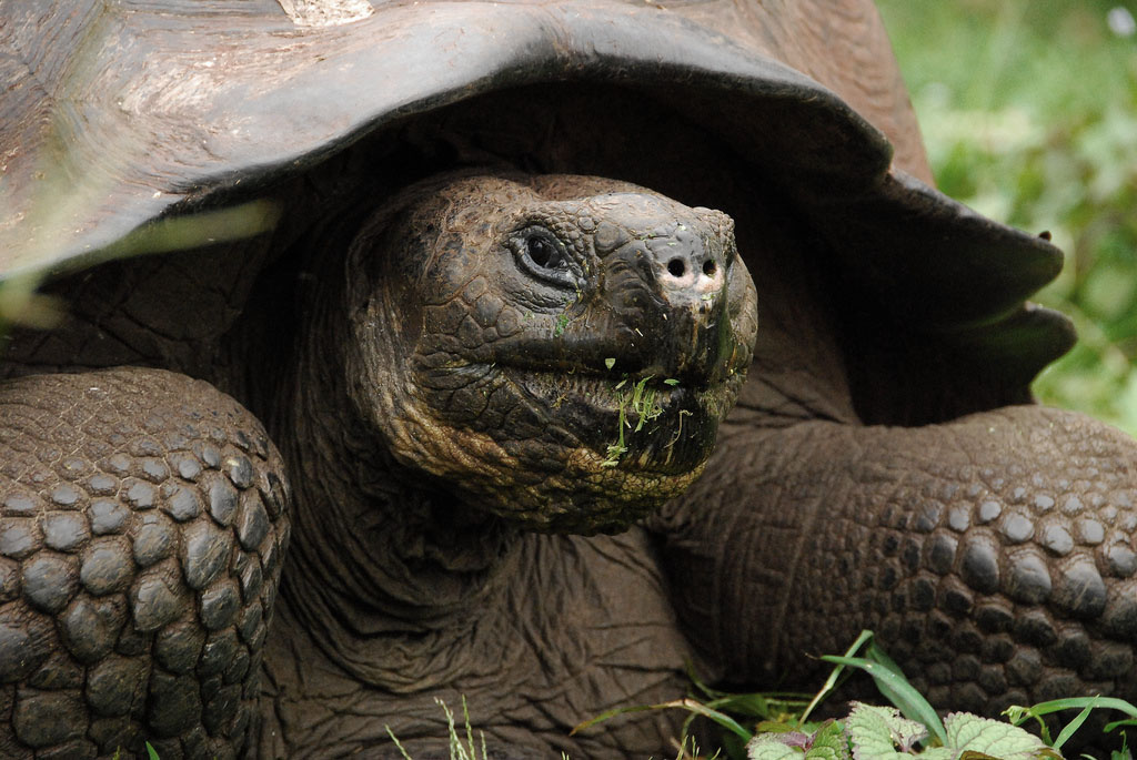 galapagos gaint tortoise1 Galapagos Gaint Tortoise