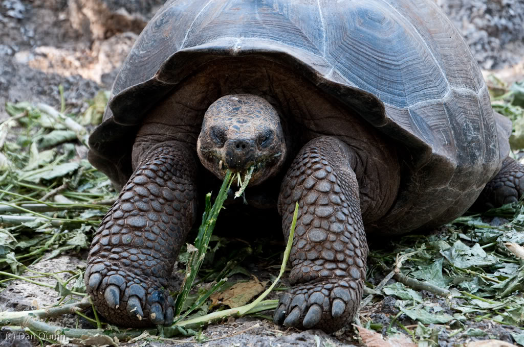 galapagos gaint tortoise2 Galapagos Gaint Tortoise