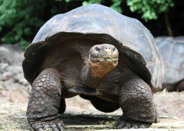galapagos gaint tortoise4 Galapagos Gaint Tortoise