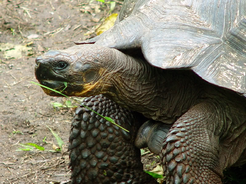 galapagos gaint tortoise5 Galapagos Gaint Tortoise