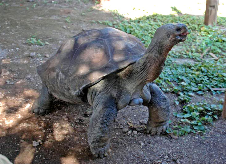 galapagos gaint tortoise7 Galapagos Gaint Tortoise