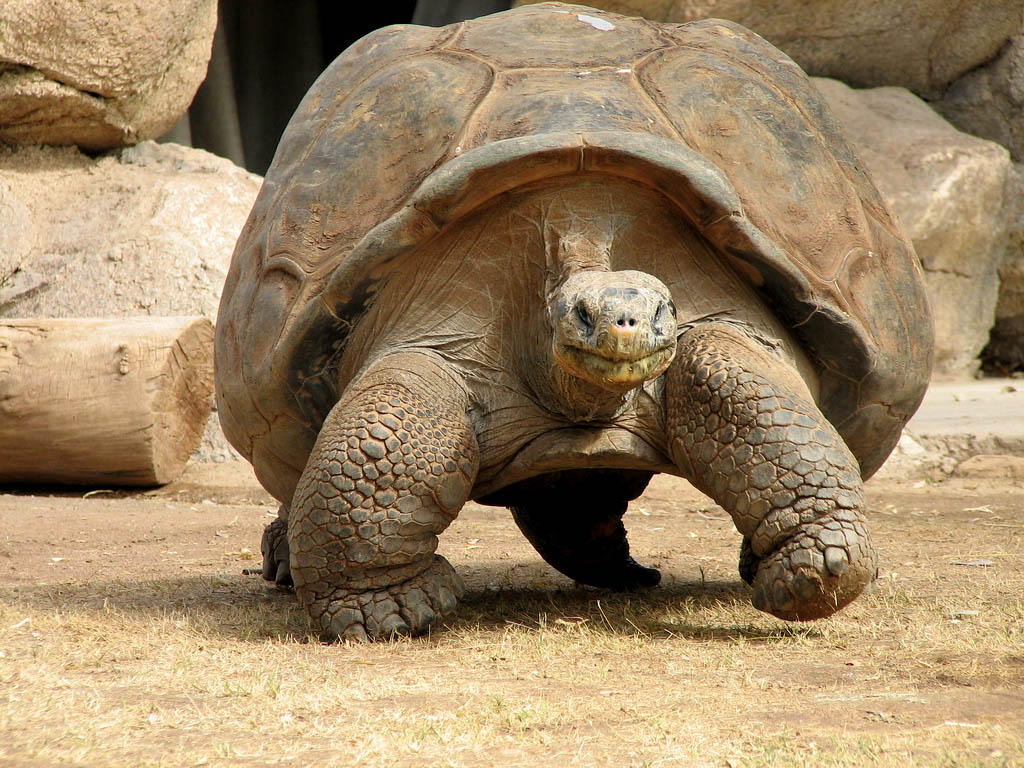 galapagos gaint tortoise8 Galapagos Gaint Tortoise