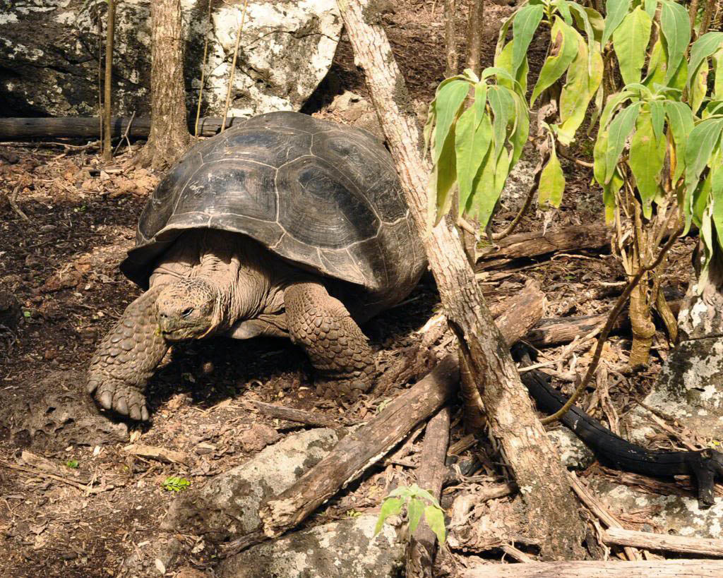 galapagos gaint tortoise9 Galapagos Gaint Tortoise