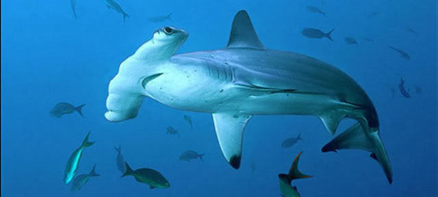 hammerhead shark1 Hammerhead Shark   Predator of the Seas