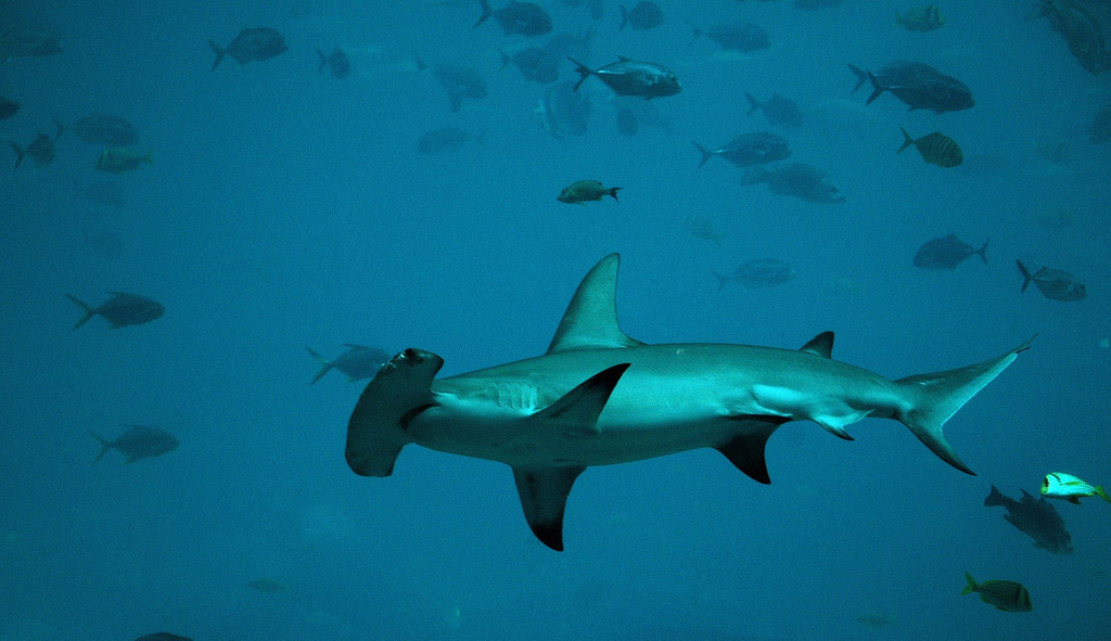 hammerhead shark13 Hammerhead Shark   Predator of the Seas