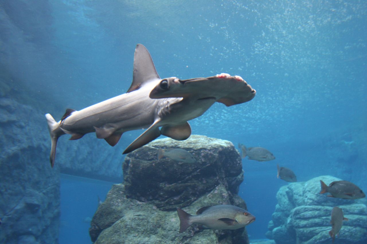 hammerhead shark14 Hammerhead Shark   Predator of the Seas