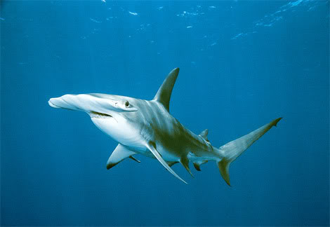 hammerhead shark4 Hammerhead Shark   Predator of the Seas