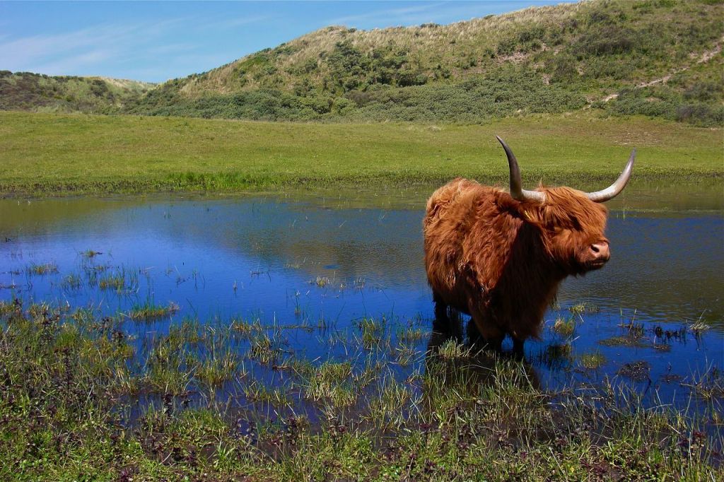 highland cattle1 Highland Cattle with Long Wavy Coat