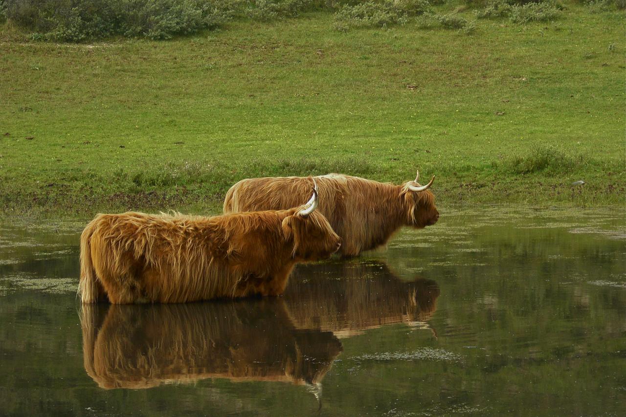 highland cattle11 Highland Cattle with Long Wavy Coat