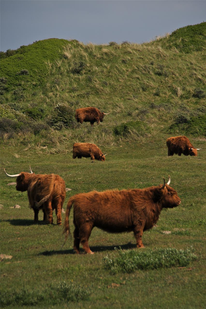 highland cattle13 Highland Cattle with Long Wavy Coat