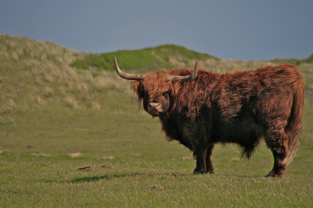 highland cattle15 Highland Cattle with Long Wavy Coat
