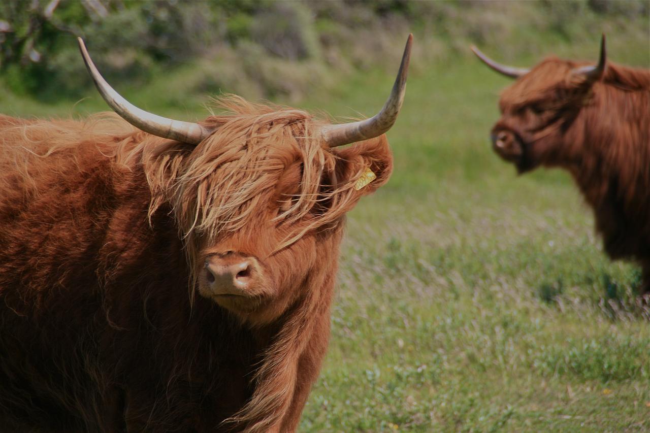 highland cattle16 Highland Cattle with Long Wavy Coat