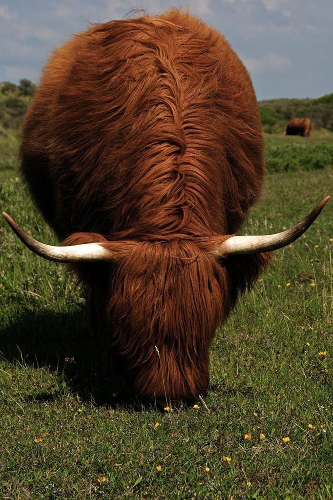 highland cattle17 Highland Cattle with Long Wavy Coat