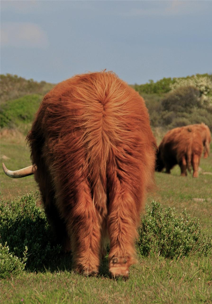 highland cattle18 Highland Cattle with Long Wavy Coat