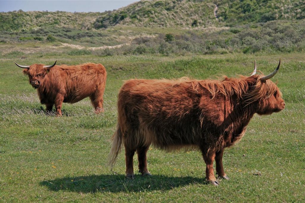 highland cattle3 Highland Cattle with Long Wavy Coat