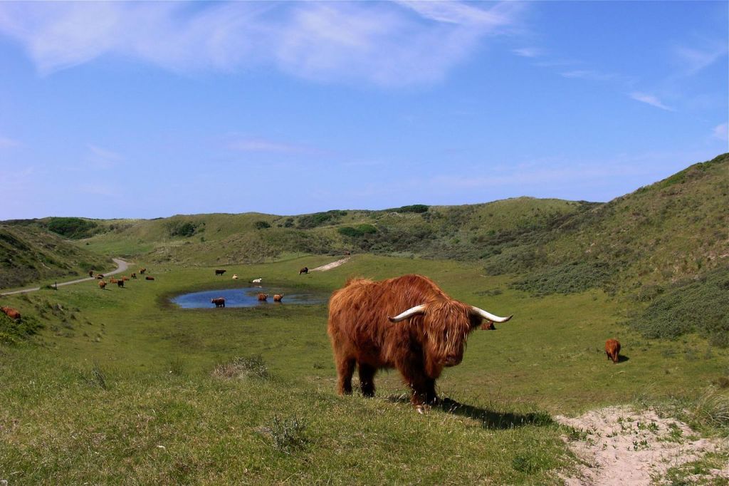 highland cattle4 Highland Cattle with Long Wavy Coat