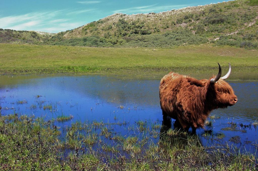 highland cattle5 Highland Cattle with Long Wavy Coat