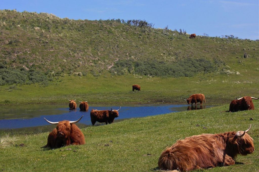 highland cattle6 Highland Cattle with Long Wavy Coat