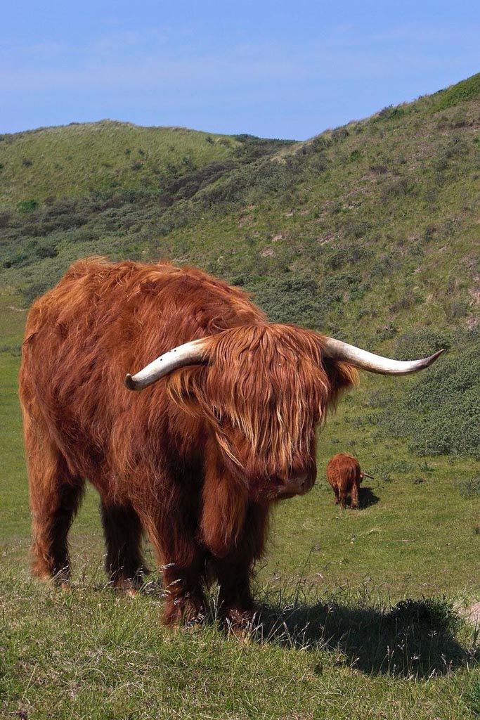 highland cattle9 Highland Cattle with Long Wavy Coat
