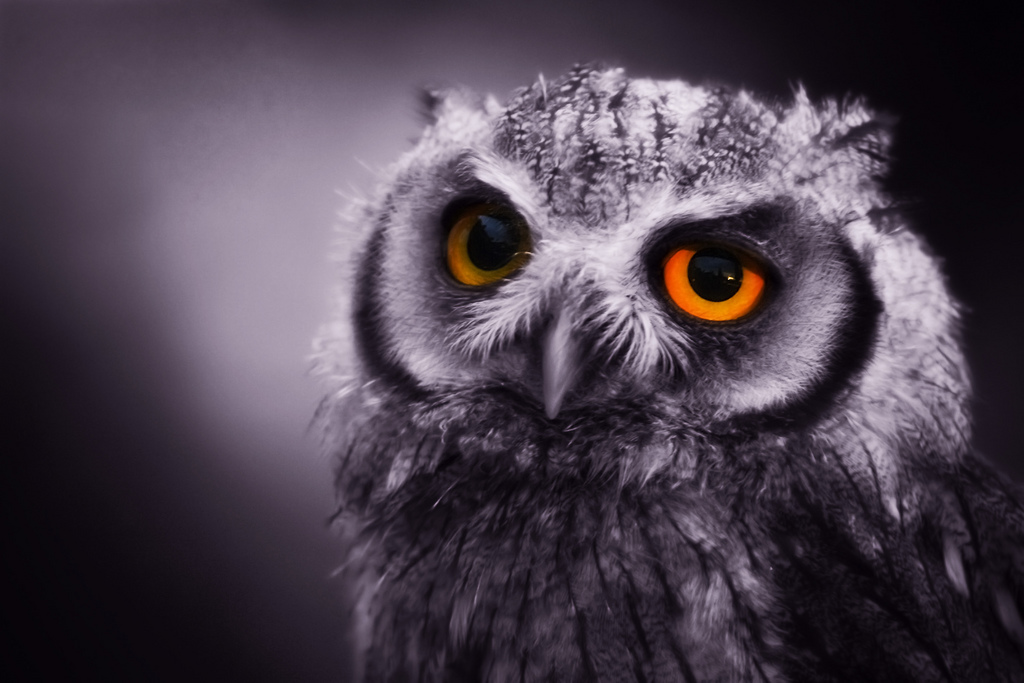 owl1 Most Interesting Eyes Of A Night Owl