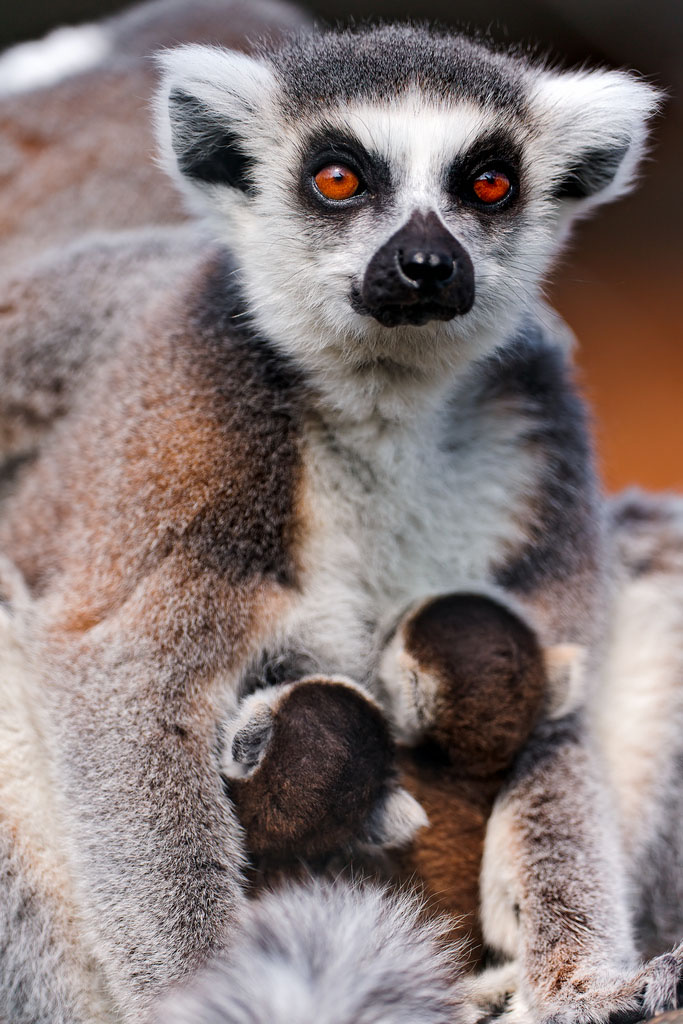 lemur catta2 The Most Recognized Lemur Catta