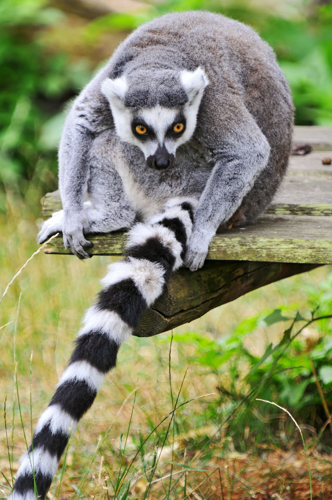 lemur catta4 The Most Recognized Lemur Catta