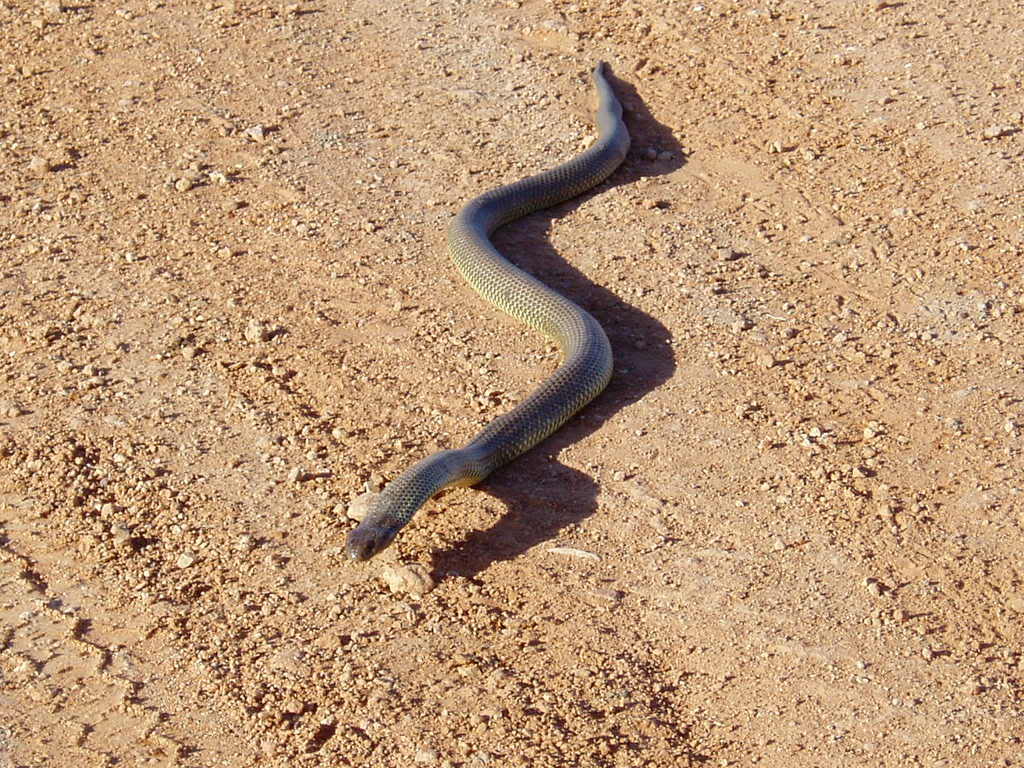taipan2 The Most Venomous Snake in The World
