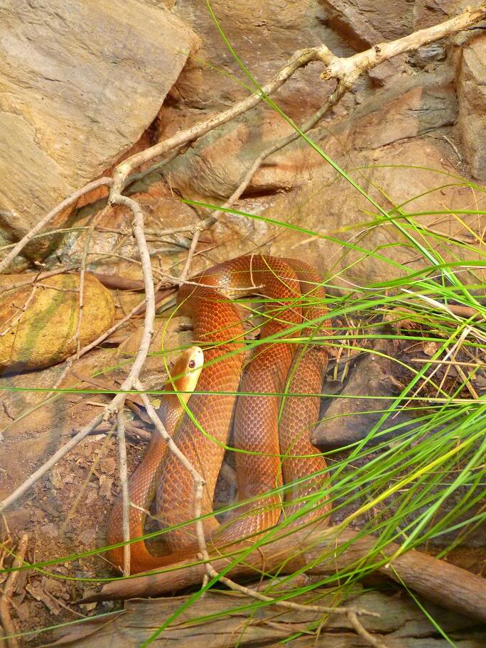 taipan5 The Most Venomous Snake in The World