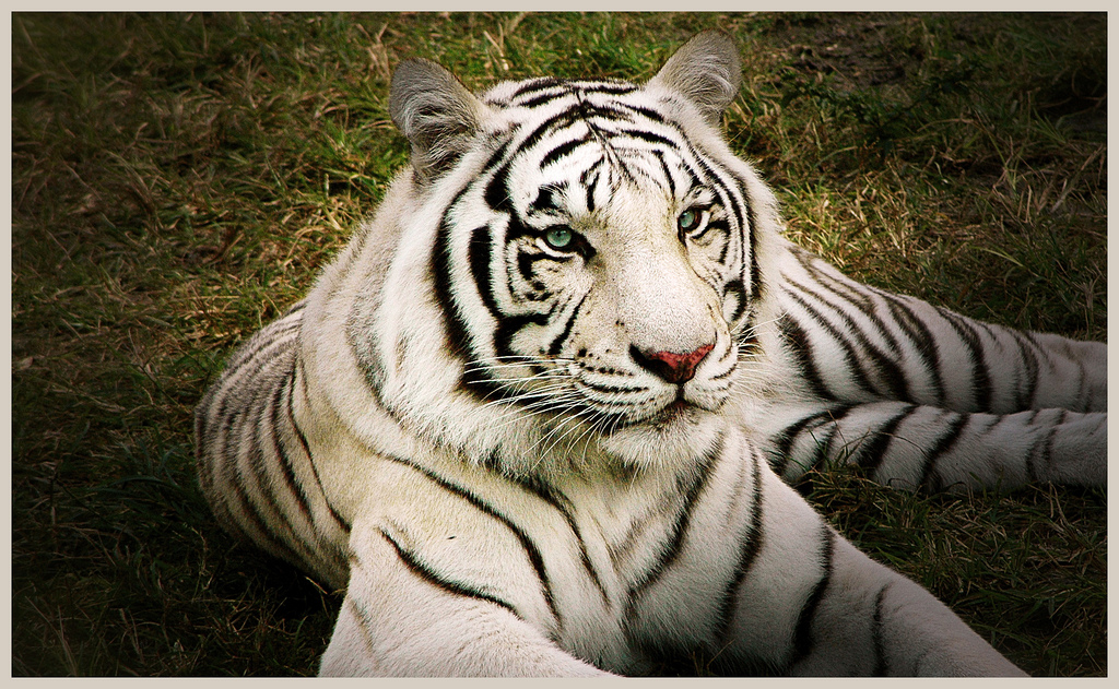 myth white tiger 1 The Myth Of White Tiger