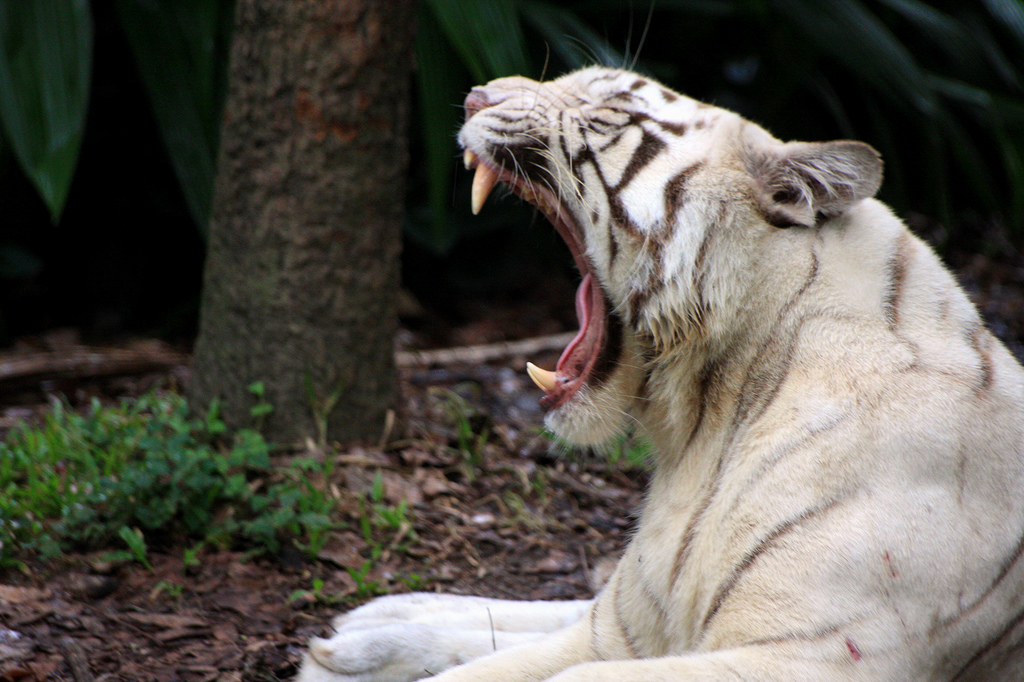 myth white tiger 2 The Myth Of White Tiger