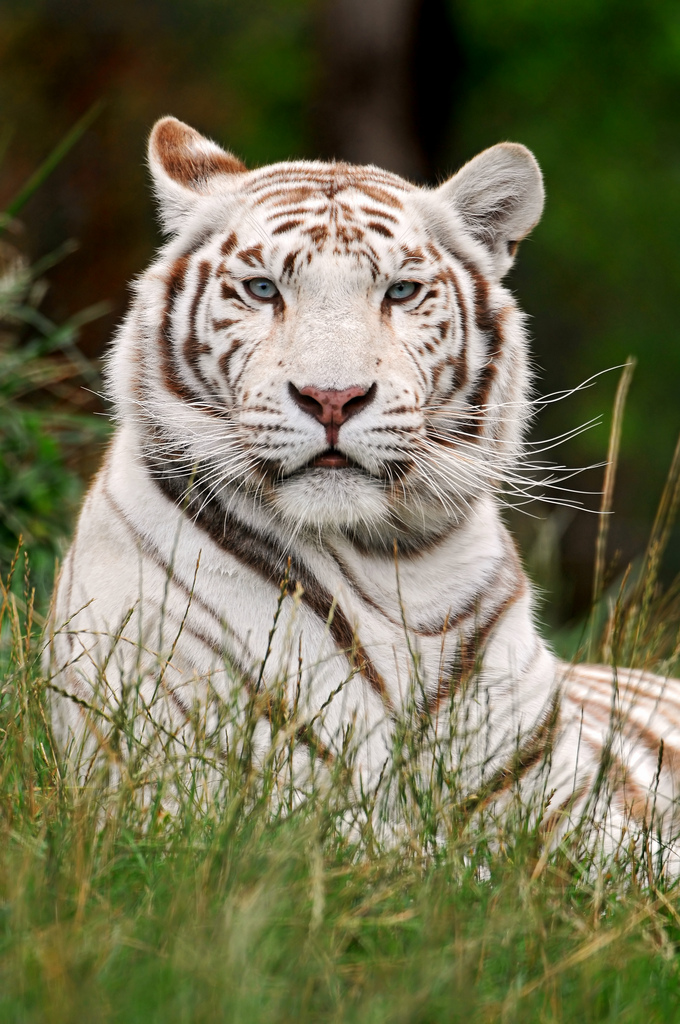 myth white tiger 3 The Myth Of White Tiger