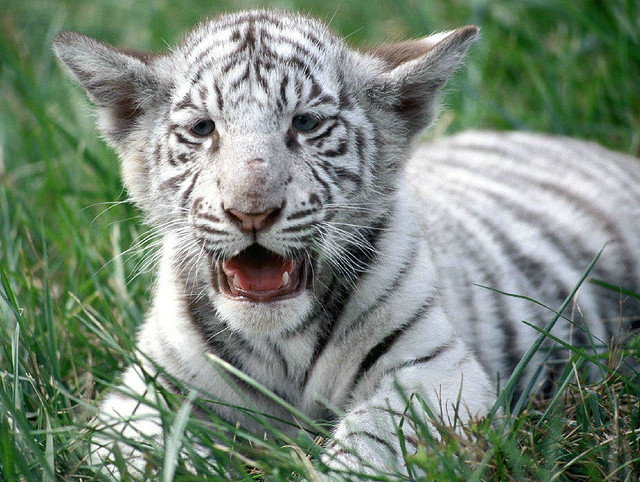 myth white tiger 6 The Myth Of White Tiger
