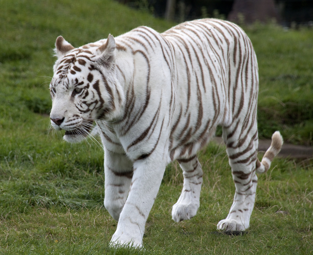 myth white tiger 8 The Myth Of White Tiger