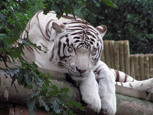 myth white tiger 9 The Myth Of White Tiger