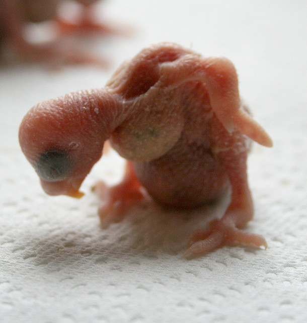 parakeets Parakeet Baby As Naked Creature