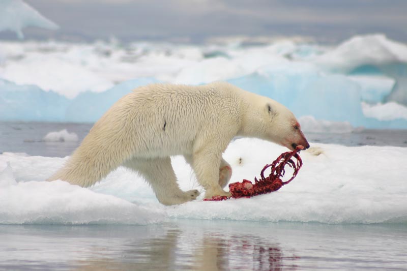polar bears What Do Polar Bears Eat ?