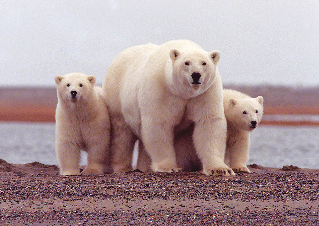 polar bears9 What Do Polar Bears Eat ?