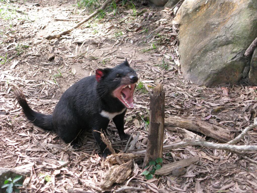 tasmanian devil3 The Tasmanian Devil   Nighttime Animal
