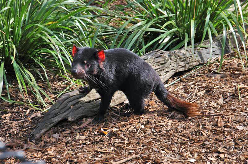 tasmanian devil5 The Tasmanian Devil   Nighttime Animal