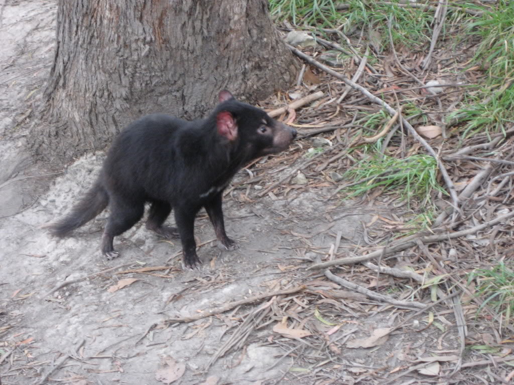 tasmanian devil9 The Tasmanian Devil   Nighttime Animal