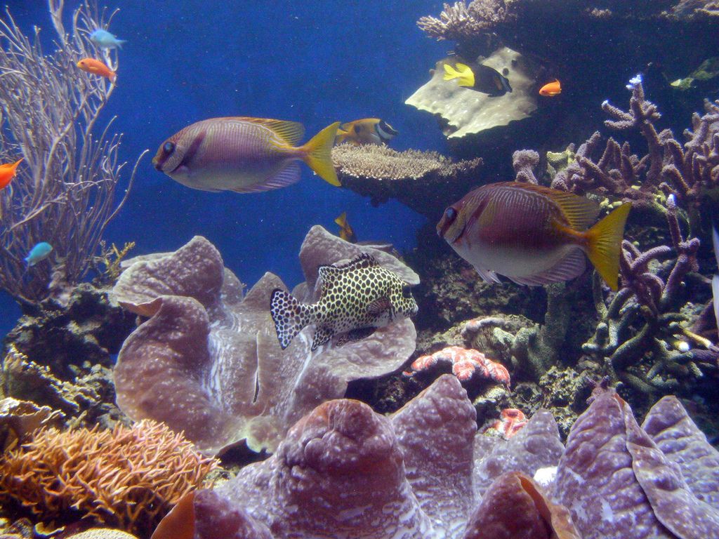 waikiki aquarium8 Welcome to Waikiki Aquarium