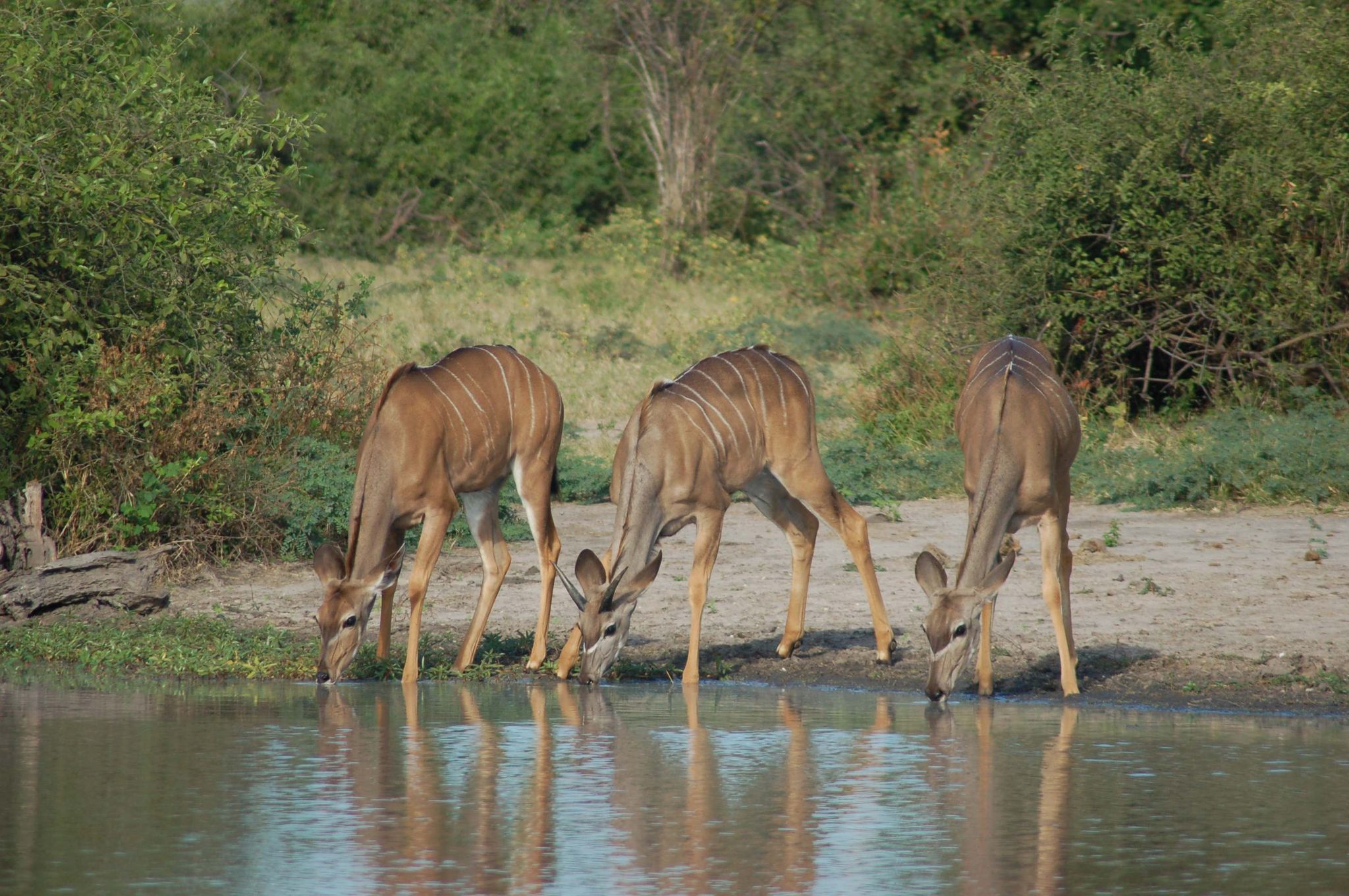 chobe river front15 Wildlife of Chobe River Front, Botswana