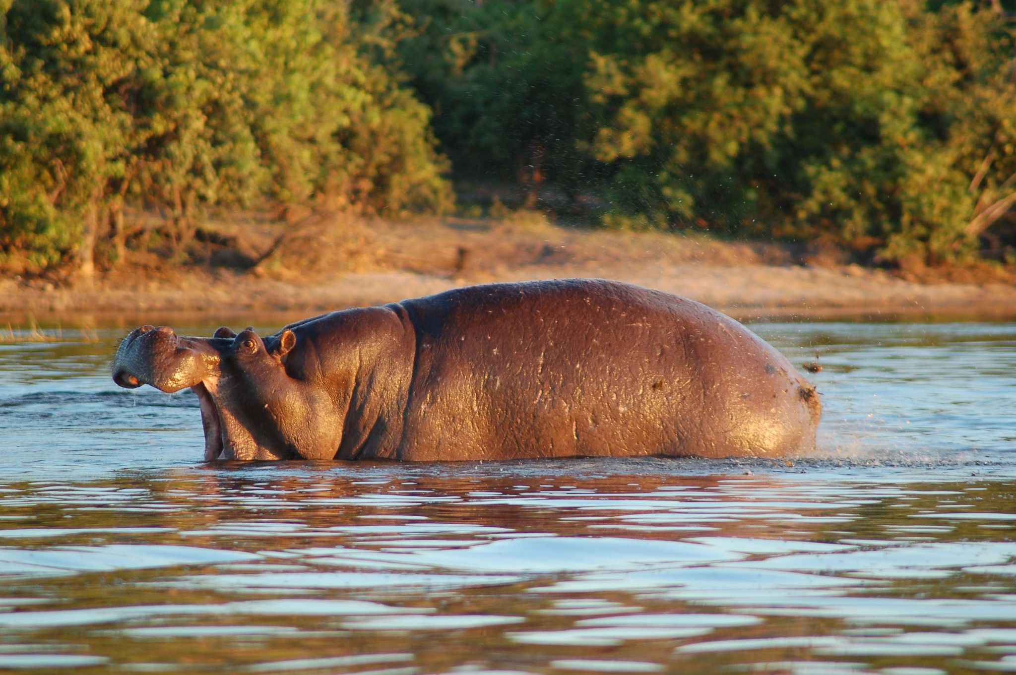 chobe river front8 Wildlife of Chobe River Front, Botswana