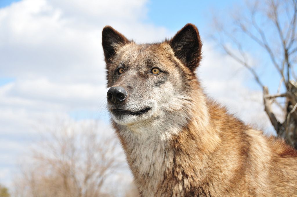 wolf park2 Wildlife Education   Wolf Park