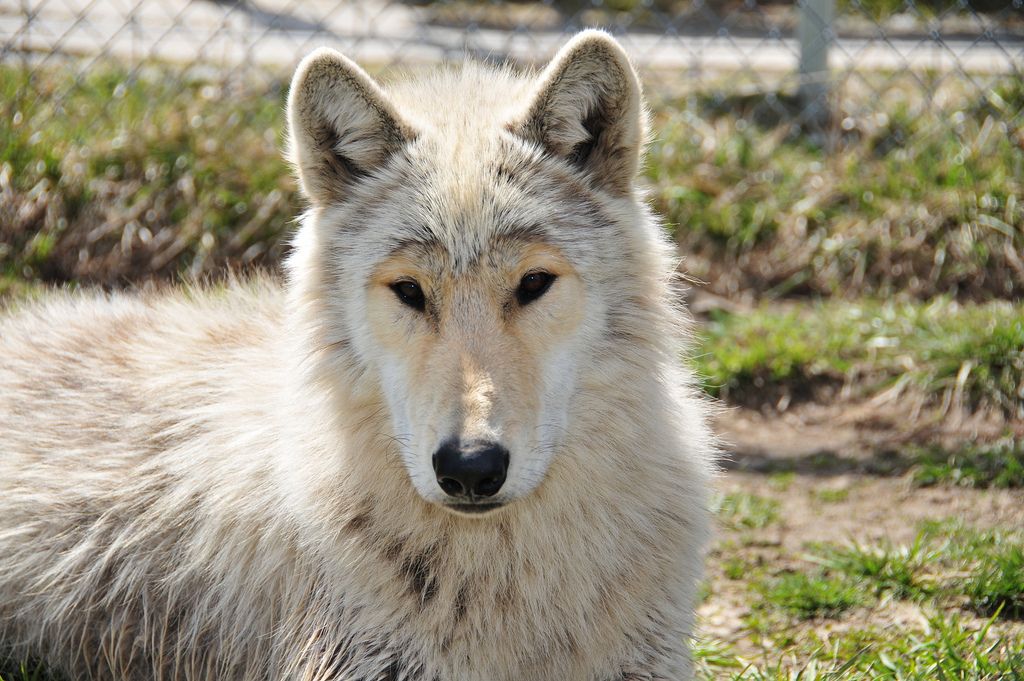 wolf park4 Wildlife Education   Wolf Park