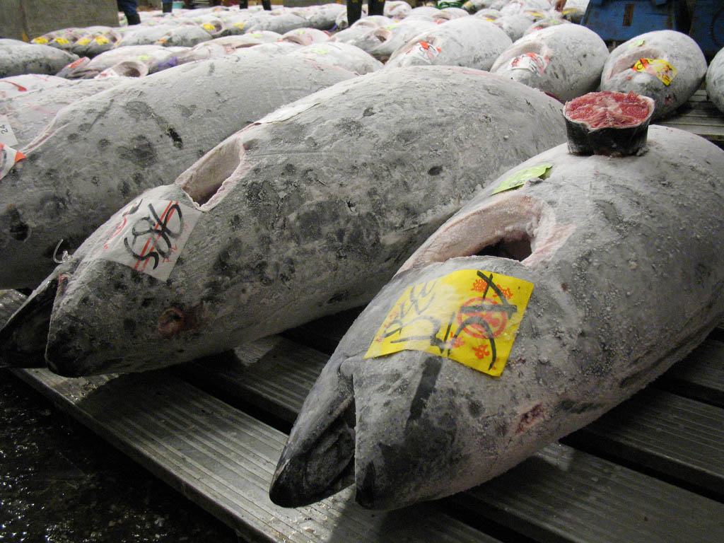 tsukiji market6 Biggest Wholesale Fish and Seafood Market