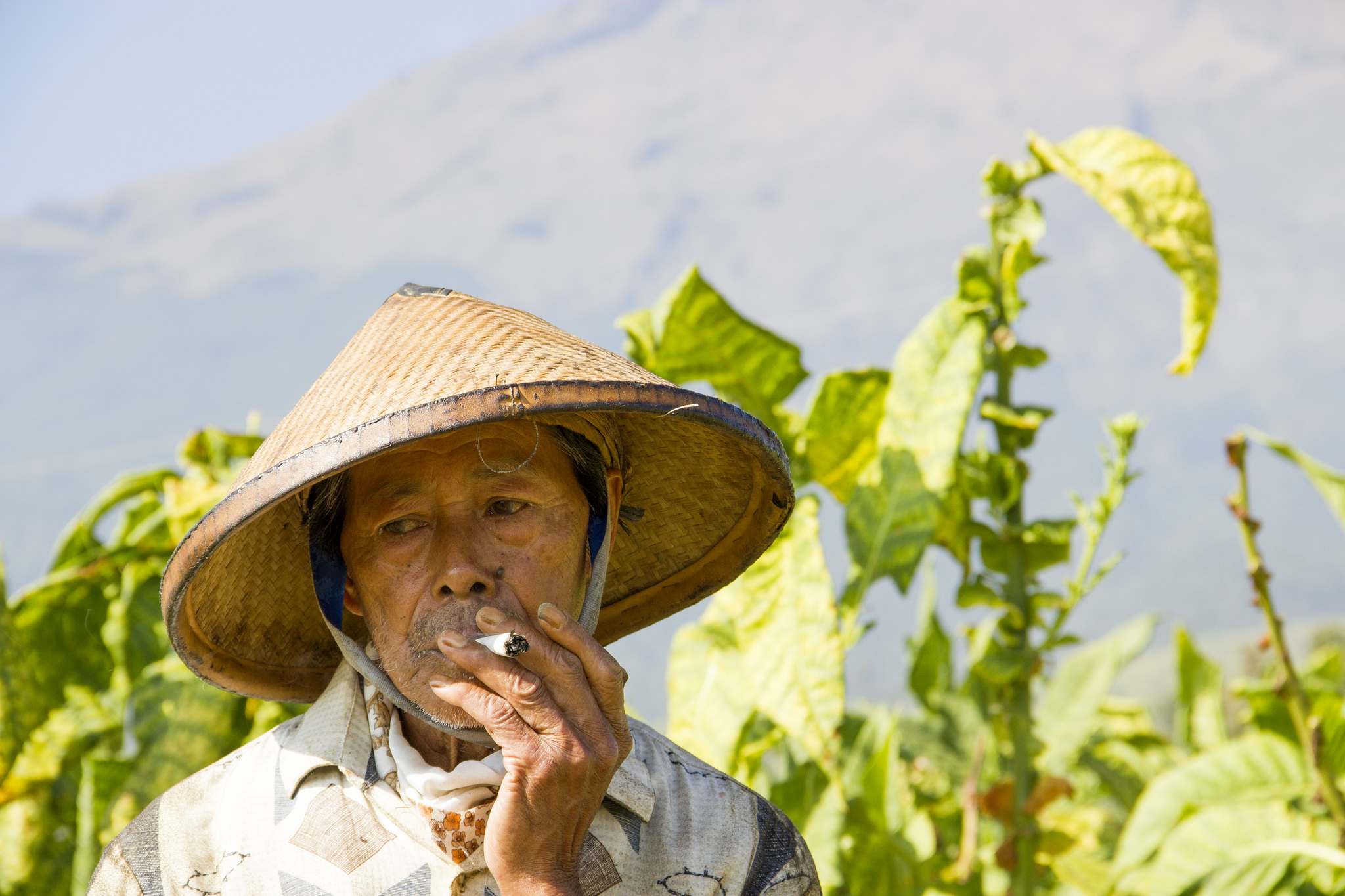 tobacco central java Tobacco Ready for Harvest in Central Java
