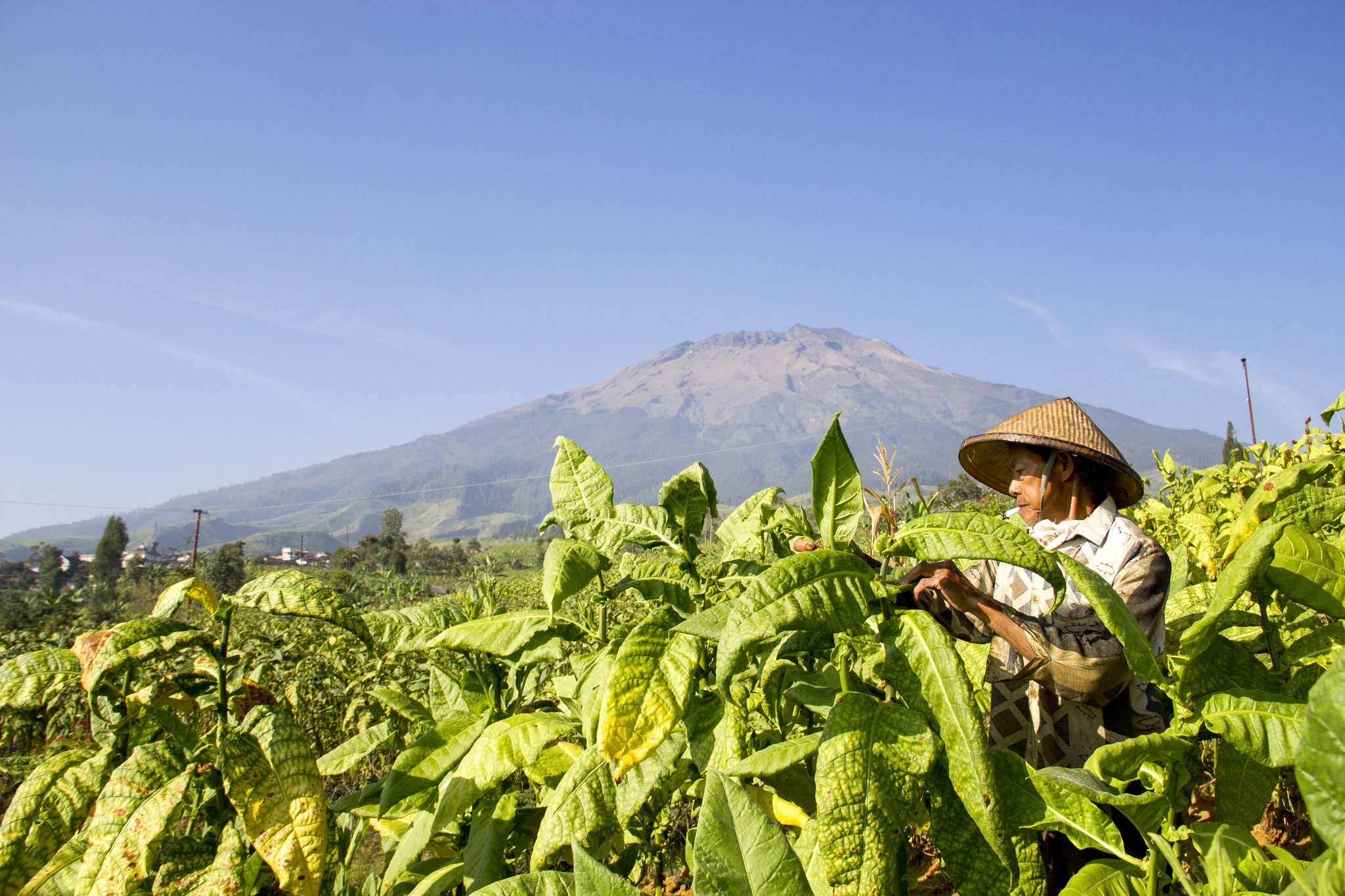 tobacco central java3 Tobacco Ready for Harvest in Central Java